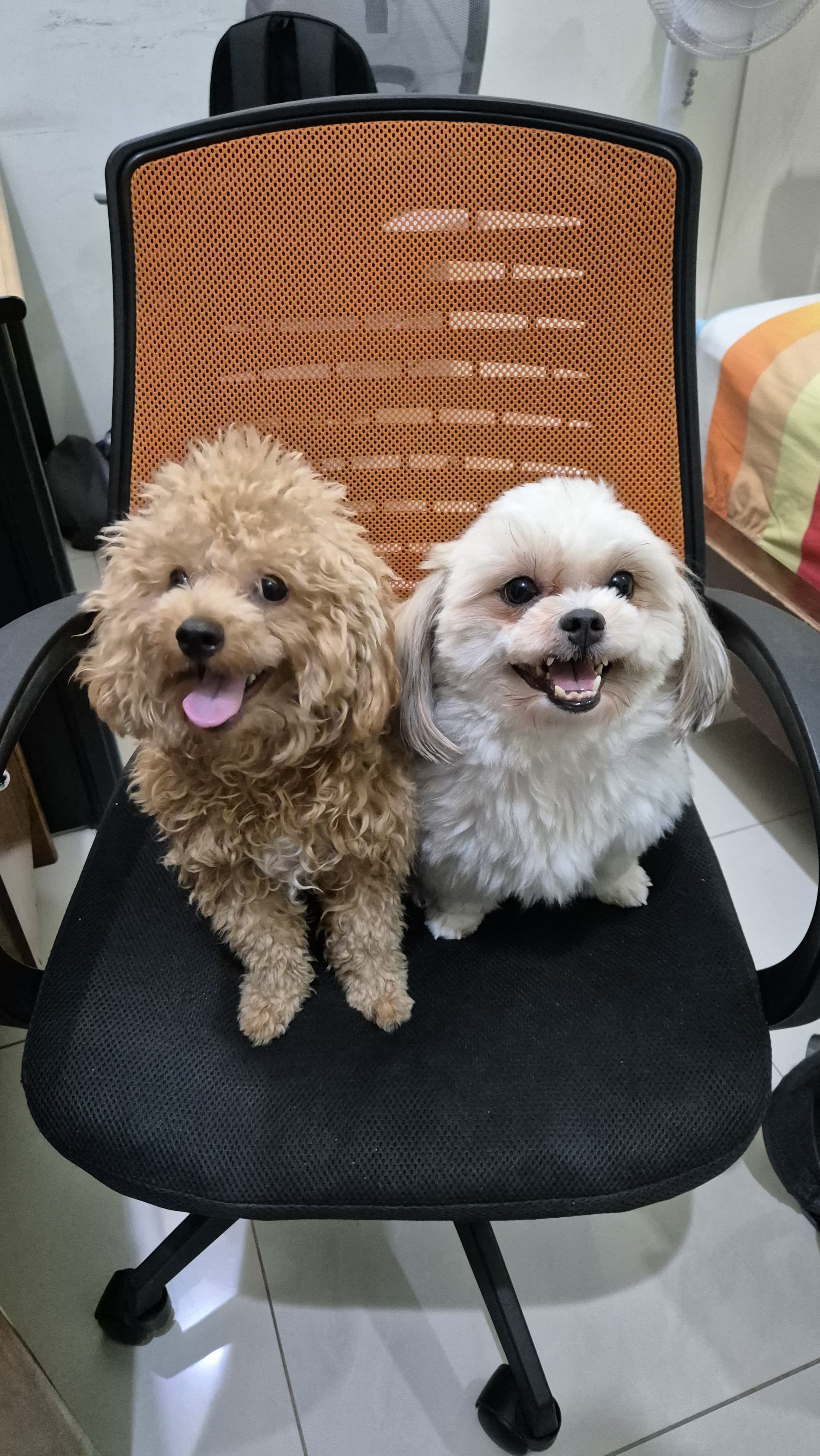 The couple's two dogs